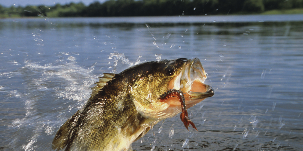 small mouthed bass